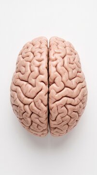 Detailed close-up view of a human brain, showcasing its intricate neural network and convolutions.