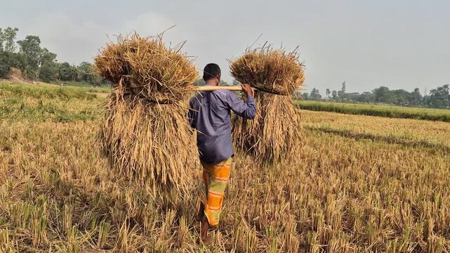 Farmer Carrying Harvested Rice Bundles on Bamboo Shoulder Pole Video