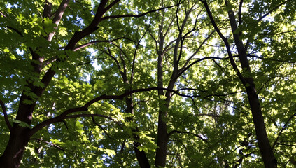 Fototapeta premium Sunlight Through Forest Canopy: Lush green leaves form a dense canopy overhead, with golden sunlight dappling through the branches, creating a serene and tranquil atmosphere in the forest.