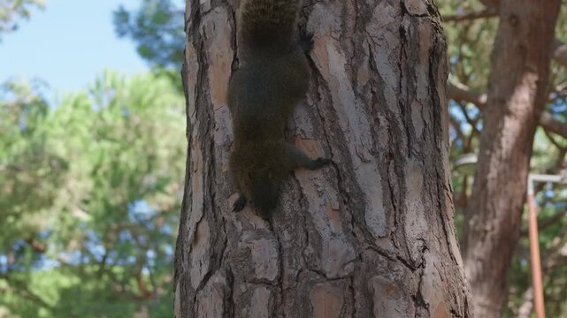 Close-up of a squirrel climbing down a pine tree trunk, Juan-les-Pins, France