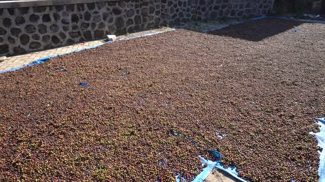 Raw Tempur Muria coffee cherries drying in the sun on a tarp outdoors in Java, Indonesia. Traditional natural processing method for premium Indonesian specialty Robusta coffee beans after harvest.