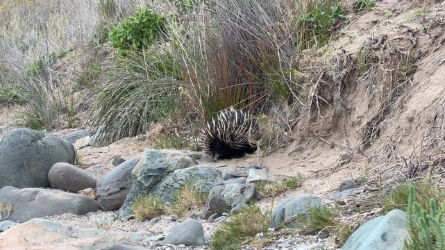 Short beaked echidna (Tachyglossus aculeatus) walking along a sandy track on the Fleurieu Peninsula in South Australia in 4K footage