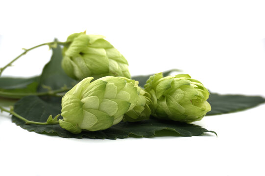 Fresh Green Hops Cones with Leaves Isolated on Clean White Background for Brewing Industry