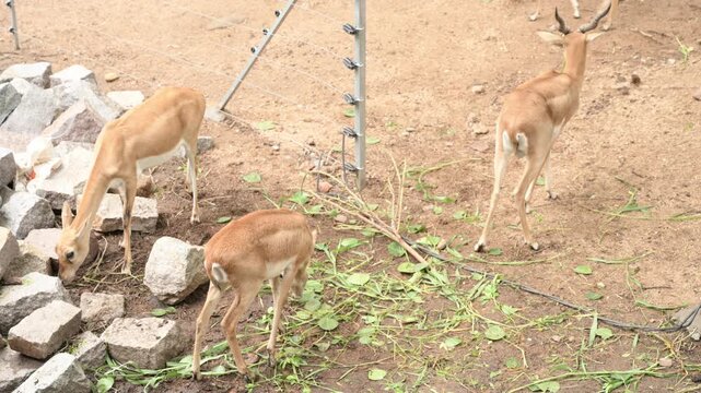 Small Group of Deer Grazing on Fresh Green Fodder in Zoo Habitat