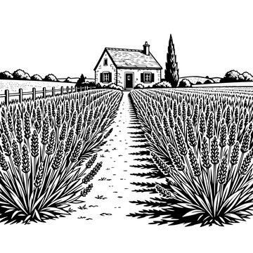 Lavender Rows and Countryside Cottage