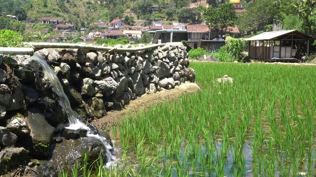 Subak irrigation water system flowing into green rice terrace fields in Bali mountains, Indonesia. Rural agricultural landscape with stone canal, lush plantation, and peaceful village background.