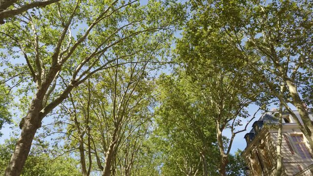 Green foliage of sycamore trees under blue sky with part of a historic building