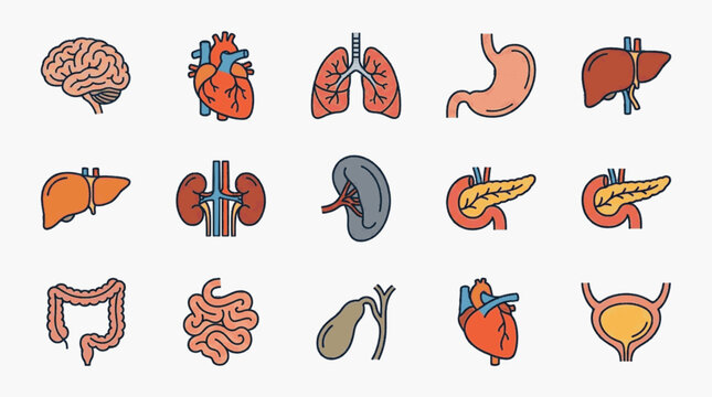 Medical illustration set of human internal organs including brain, heart, lungs, stomach, liver, kidneys, spleen, pancreas, intestines, gallbladder and bladder icons on white background.