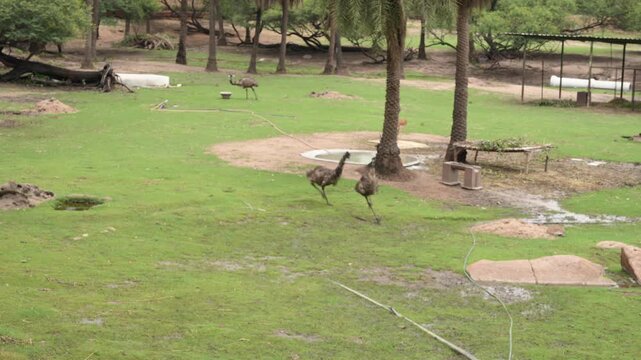 Emus Roaming Freely in Spacious Zoological Park Enclosure
