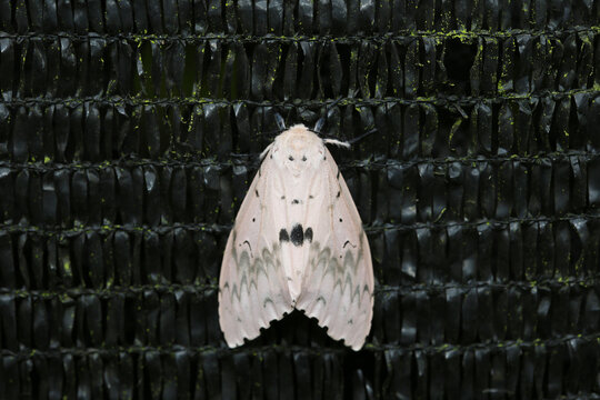 A moth of the genus Lymantria (such as Lymantria dispar or a closely related species) resting on black netting.