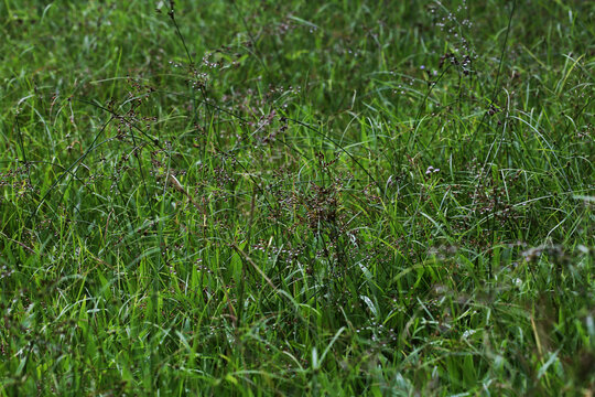 Fimbristylis miliacea (commonly known in Thai as ya nuat pla duk or ya rat khiat) is a sedge-like weed frequently found growing abundantly in wetlands or rice paddies.