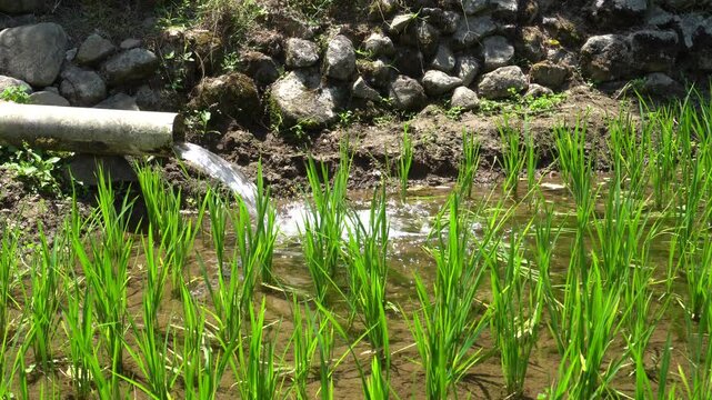 Water pipe flowing into green rice field in mountain region of Bali, Indonesia. Traditional subak irrigation system in rural agricultural landscape with sunny blue sky and tropical nature scenery.