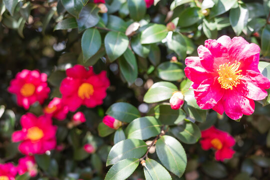 侘助」の写真素材 | 286件の無料イラスト画像 | Adobe Stock