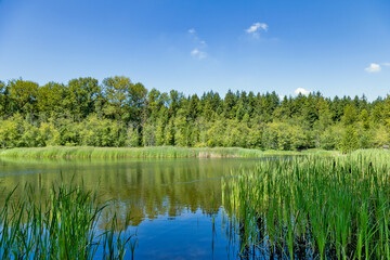Obraz premium Tranquil lake scene with lush green reeds and dense forest backdrop, Willow Trail, Surrey, BC V3R 8A8, Canada