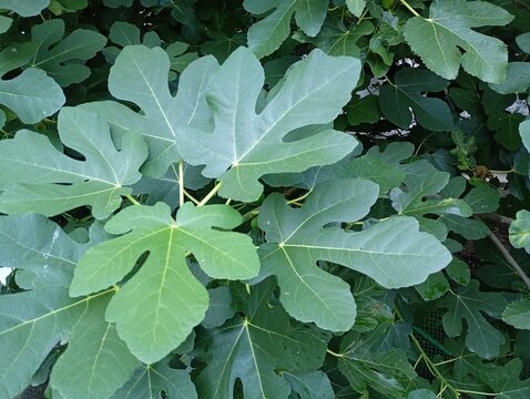 Close-up texture of vibrant green fig leaves on a tree branch, featuring dense lush foliage of a ficus carica plant creating a natural organic backdrop under soft daylight.