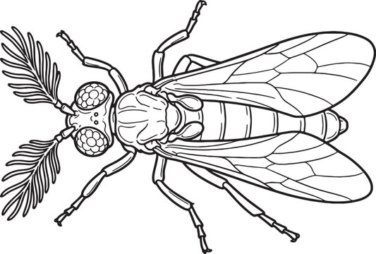 Bizarre Twisted Wing Parasite Top View Outline Illustration