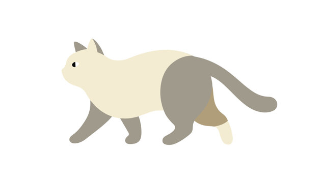 Beautiful Siamese cat with cream body and dark grey points walking gracefully isolated on a white background.