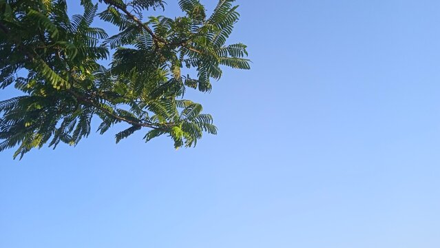 Green tree branches against a clear blue sky daytime outdoor scene