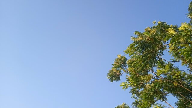 Green tree branches against a clear blue sky daytime outdoor scene