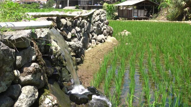 Subak irrigation water system flowing into green rice terrace fields in Bali mountains, Indonesia. Rural agricultural landscape with stone canal, lush plantation, and peaceful village background.