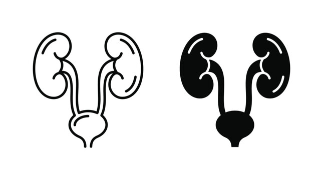 Human urinary system icons showcasing detailed kidney and bladder anatomy in simple black and white lines