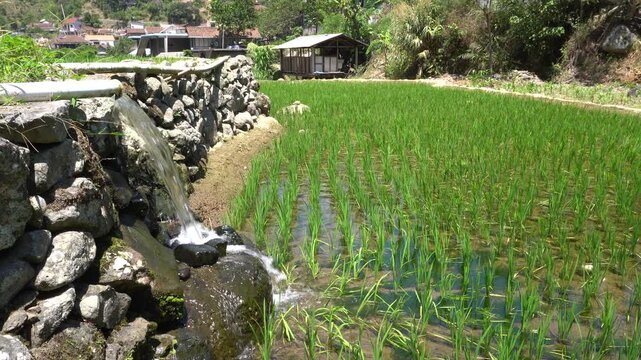 Subak irrigation water system flowing into green rice terrace fields in Bali mountains, Indonesia. Rural agricultural landscape with stone canal, lush plantation, and peaceful village background.