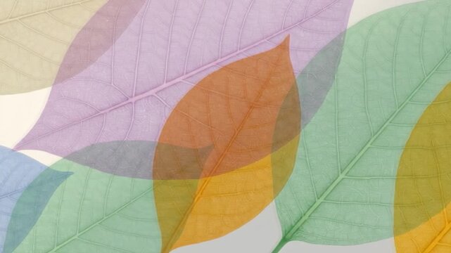 Colorful Translucent Skeleton Leaves Overlapping Background