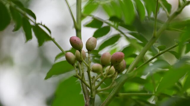 A cluster of small unripe berries a branch of a curry leaf plant. Its common name is koenigii,&nbsp;Murraya koenigii,&nbsp;curry bush and&nbsp;sweet neem. Softly blurred natural green background.