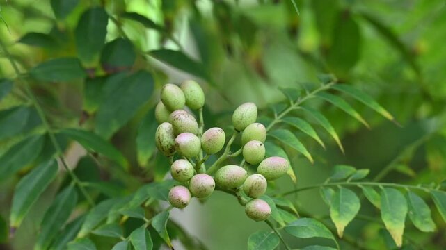 A cluster of small unripe berries a branch of a curry leaf plant. Its common name is koenigii,&nbsp;Murraya koenigii,&nbsp;curry bush and&nbsp;sweet neem. Softly blurred natural green background.