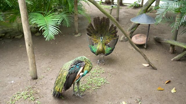 Beautiful green peafowls standing in a lush garden enclosure.