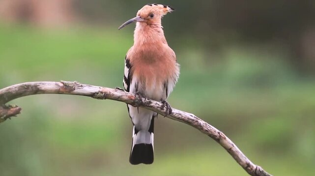 Hoopoe vocalizes while perched on a branch in a natural setting