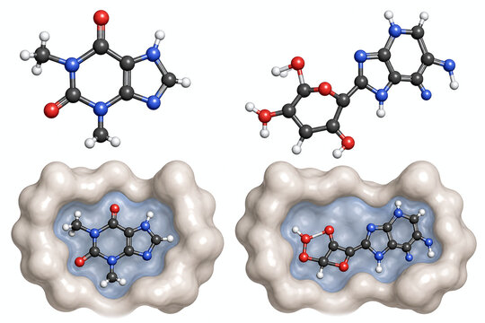 Caffeine and adenosine molecule receptor shape comparison
