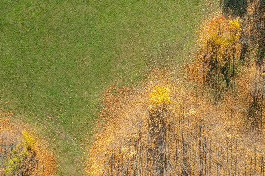 autumnal park landscape with leafless trees on green lawn, covered with yellow fallen foliage. aerial top view.