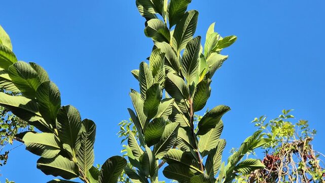 Fresh Green Guava Tree Leaves Against Clear Blue Sky on Sunny Day