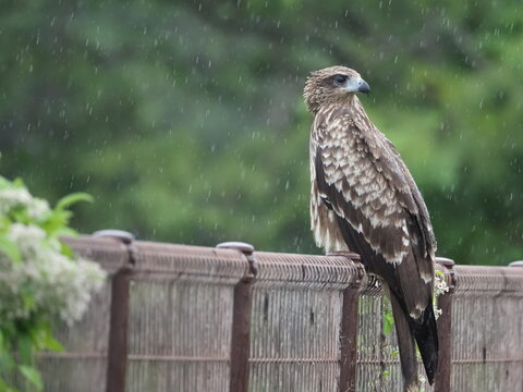 雨の中、一羽たたずむトンビかな