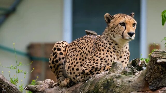 Cheetah turns its head and gazes forward on a blurred green background