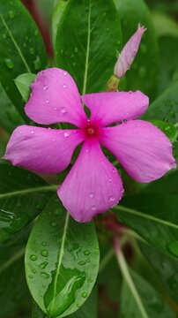 Macro of bright pink flowers of catharanthus roseus Madagascar periwinkle blooming among green leaves in garden