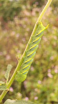 Macro of green tobacco hornworm caterpillar insect with yellow diagonal stripes clings to a plant stem in nature. Also known as hawkmoth caterpillar insect.