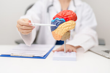 Doctor with human Brain anatomy model. World Brain Tumor day, Brain Stroke, Dementia, alzheimer,...