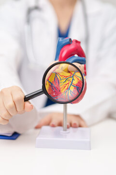 Doctor with human Heart anatomy model. Cardiovascular Diseases, Atherosclerosis, Hypertensive Heart, Valvular Heart, Aortopulmonary window, world Heart day and health concept