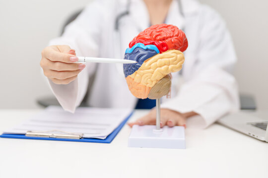 Doctor with human Brain anatomy model. World Brain Tumor day, Brain Stroke, Dementia, alzheimer, parkinson, mental health,  neurological disorders and Dementia concept