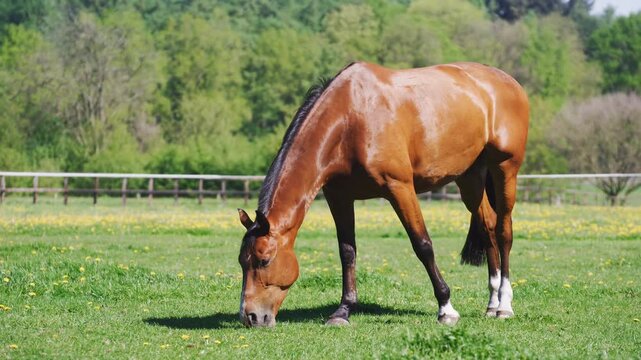 A brown horse grazing peacefully in a green field on a sunny day in a video about horses and nature