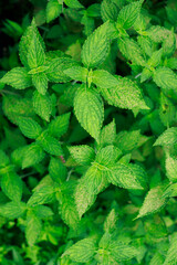 Fresh green mint leaves closeup, lush botanical foliage background for natural wallpaper, gardening, wellness, food packaging and environmental design © Eric.art
