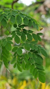 Fresh green moringa leaves hang gracefully in focus against a bright yellow and green foliage background