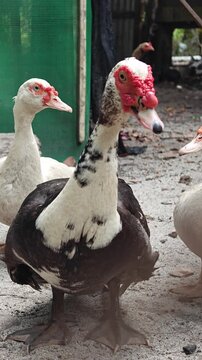 Close up portrait of a Muscovy duck Cairina moschata showing distinct red facial caruncles and black white feathers