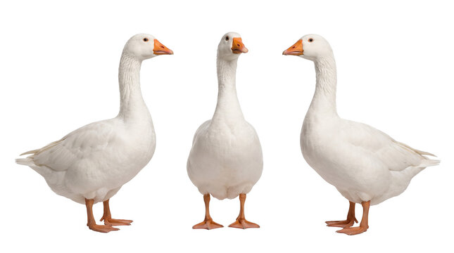 Set of three white geese isolated on a transparent background, farm birds and agriculture concept