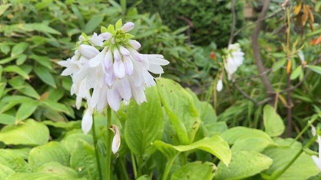 Fragrant white hosta flowers with broad green leaves, also known as August lily blooms in garden setting
