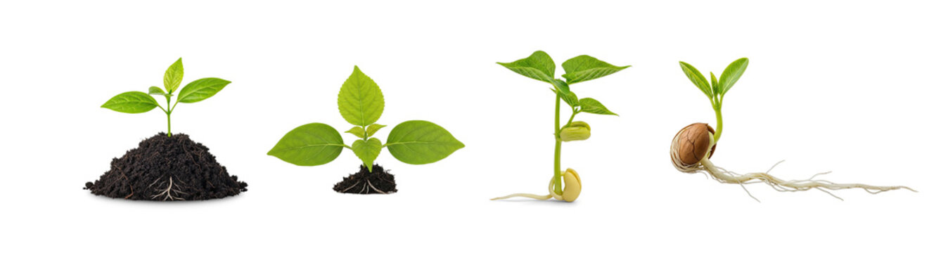 Collection of young sprouting seed progresses, a bean seed first buried in soil, then a small seedling emerges, followed by a plant with multiple leaves, and finally a mature plant with a bean pod.