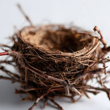 Close-up of an empty bird nest made of dry twigs and branches, symbolic of home, growth, or spring, isolated on a light background.
