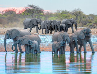 A group of elephant families go to the water's edge for a drink - African elephants standing near lake in Etosha National Park, Namibia © muratart
